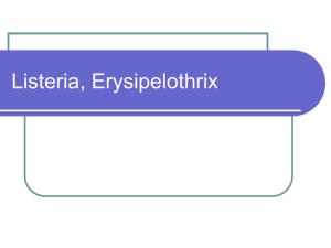 Listeria, Erysipelothrix - Cal State LA