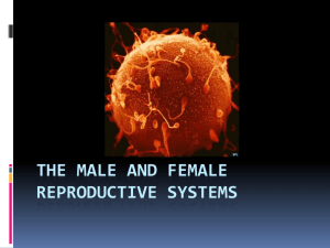 7th The Male and Female Reproductive Systems