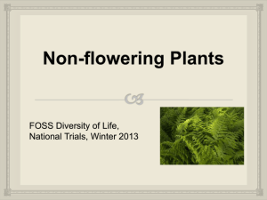 Non-flowering Plants Slideshow