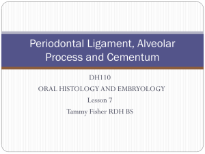 Periodontal Ligament, Alveolar Process and Cementum