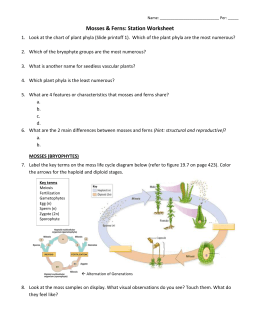 Botany Name Phylogeny Worksheet # 1