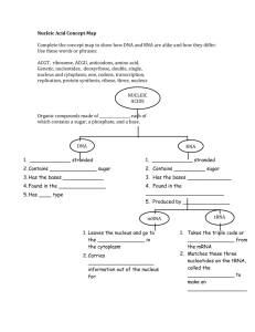 Nucleic Acid Concept Map Complete the concept map to show how