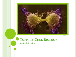 Topic 2: cells
