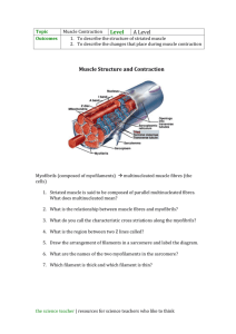 Muscle Structure and Contraction