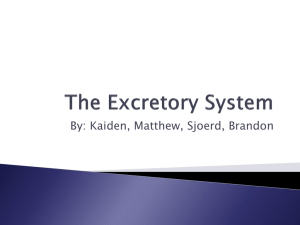 The Excretory System PPT