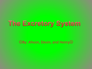 The Excretory System.ahvon devin henry - Bingham-5th-2012