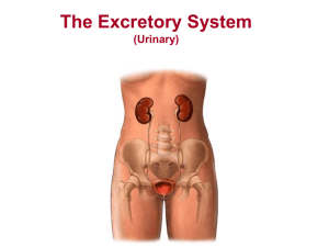 The Excretory System (Urinary)