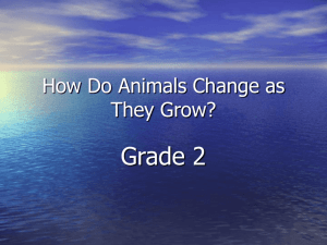 How do animals change as they grow? Grade 2, Denna Stroud
