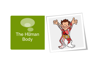 The Human Body PPT