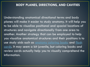 NEW Body Planes, directions, and cavities Rev 2013