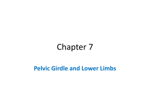 Pelvic Girdle/Lower Limbs