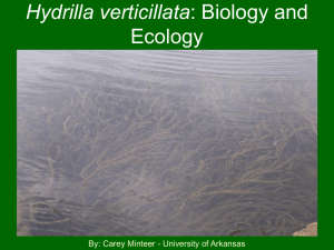 Hydrilla verticillata: Biology and Ecology