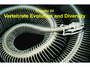 Lecture 17 - vertebrates