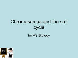 Chromosomes and the cell cycle