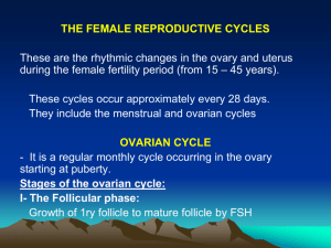 ovarian cycle