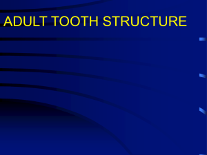 Tooth Development