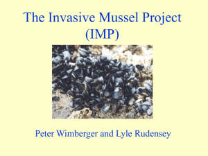 The Blue Mussel Project
