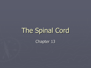 brain & spinal cord - Decker