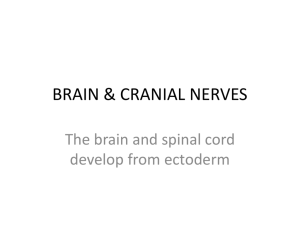 BRAIN & CRANIAL NERVES