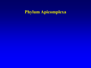 Phylum Apicomplexa