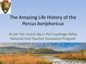 The Amazing Life History of the Bogiphonius porcus