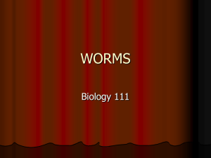 worms - holyoke