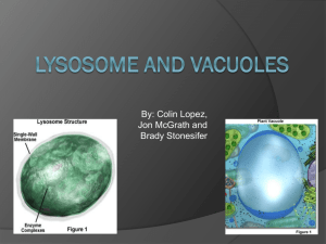 Lysosome and Vacuoles