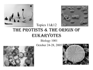 Topics 11&12 The Protists & the Origin of Eukaryotes