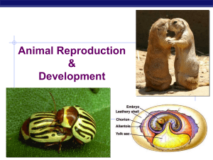 Reproduction & Development AP Biology
