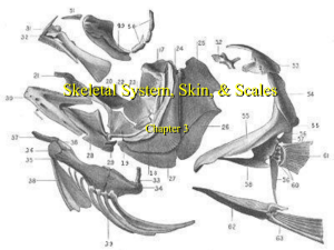 Skeletal System, Skin, & Scales