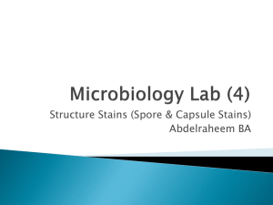 Microbiology Lab (4)