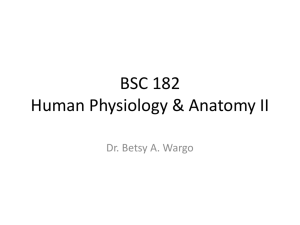 BSC 182 Human Physiology & Anatomy II