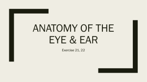 Anatomy of the eye & ear