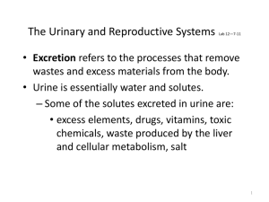 The Urinary and Reproductive Systems Lab 12