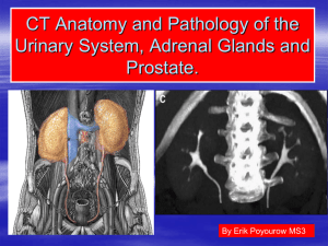 CT Anatomy and Pathology of the Urinary System, Adrenal Glands