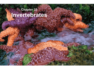 Lecture 16 - invertebrates