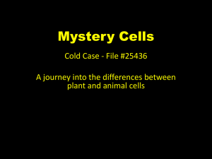 Mystery Cells day one and two