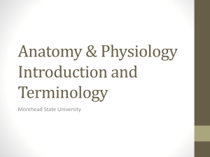 Anatomy & Physiology Introduction and Terminology