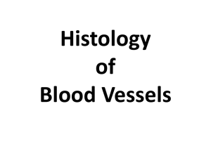 Histology of Blood Vessels [PPT]
