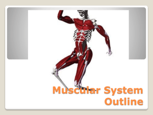 Muscular System outline PPT