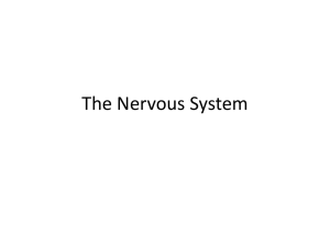 The Nervous System - scienceclassroom09