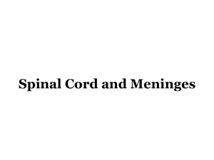 Lecture Spinal Cord and Meninges