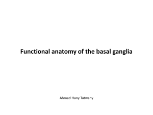 anatomy of the basal ganglia