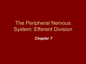 The Peripheral Nervous System: Efferent Division