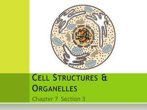 Cell Structures & Organelles - Biology-RHS
