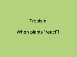 Tropism When plants “react”!