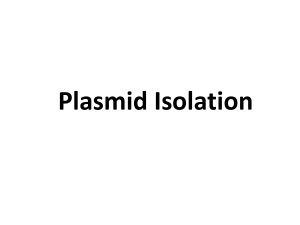 Plasmid Isolation - Mitcon Bio Pharma