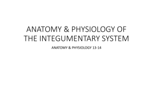 ANATOMY & PHYSIOLOGY OF THE INTEGUMENTARY SYSTEM