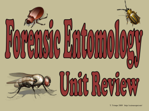 Forensic Entomology Review Key