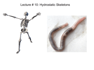 BE105_11_hydrostatic_skeletons